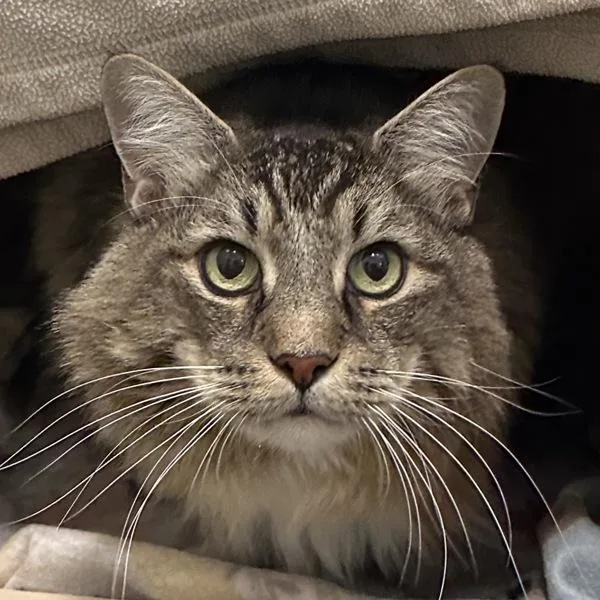 A senior extra large-sized male Domestic Medium Hair cat named Mike for adoption in Walnut Creek, CA