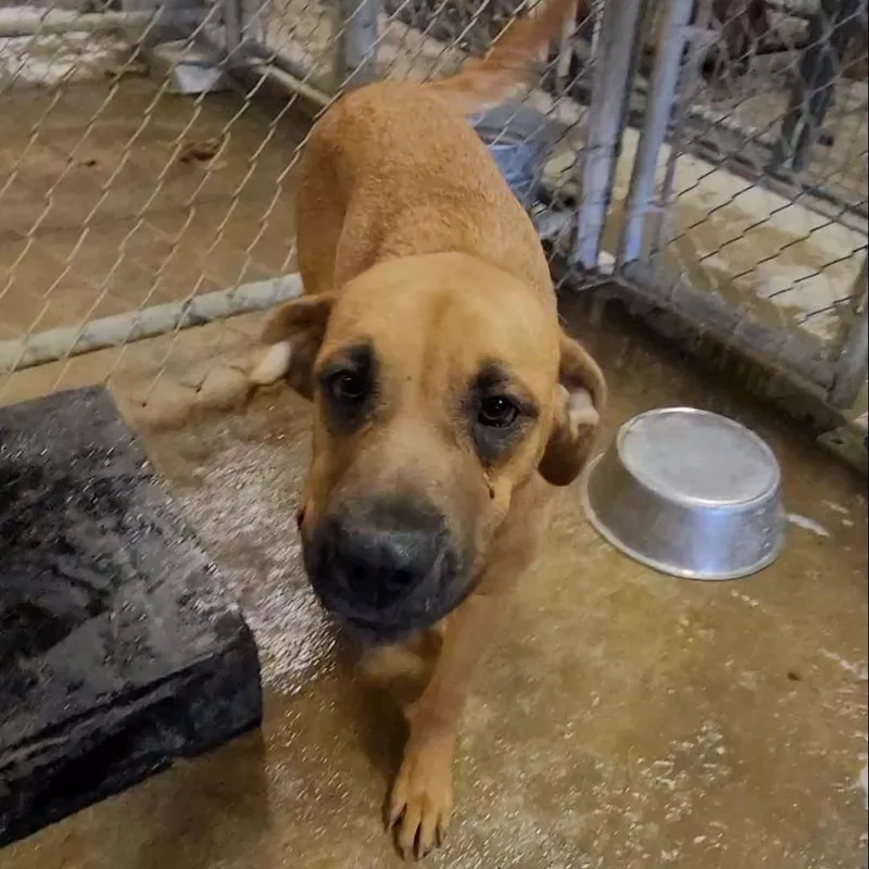 A young medium-sized female Brown / Chocolate Mixed Breed dog named Heidi for adoption in Smithfield, NC
