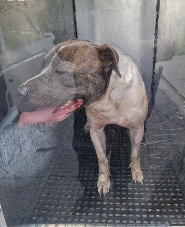 An adult medium-sized male Pit Bull Terrier dog named Pen C for adoption in Lawrenceville, GA