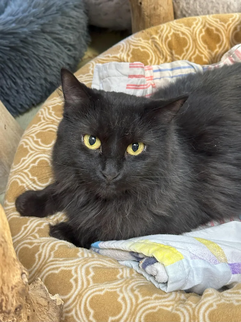 Claire Bear thumbnail 2