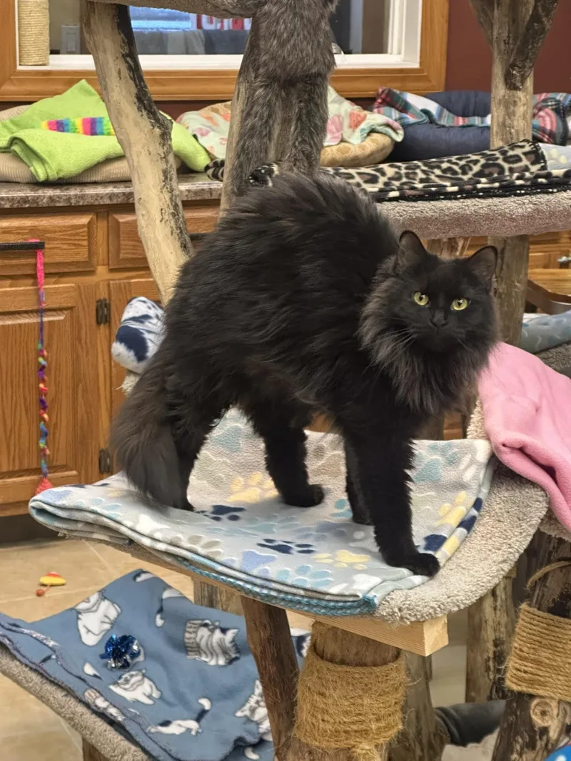 Claire Bear thumbnail 3