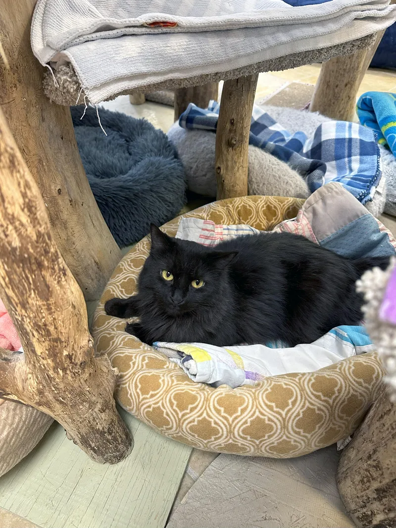 Claire Bear thumbnail 4