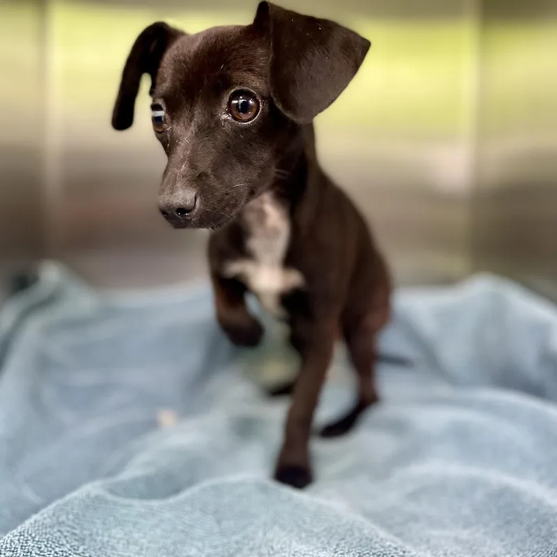 A baby small-sized female Black Chihuahua dog named Leona for adoption in Wimberley, TX