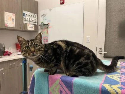 An adult large-sized female Brown / Chocolate Domestic Short Hair cat named Madam President for adoption in Kansas City, MO