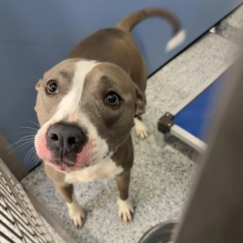 An adult medium-sized female Gray / Blue / Silver Pit Bull Terrier dog named Barb for adoption in Manhattan, KS