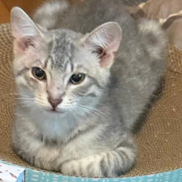 A young small-sized male Gray / Blue / Silver Domestic Short Hair cat named Bennett for adoption in Gresham, WI