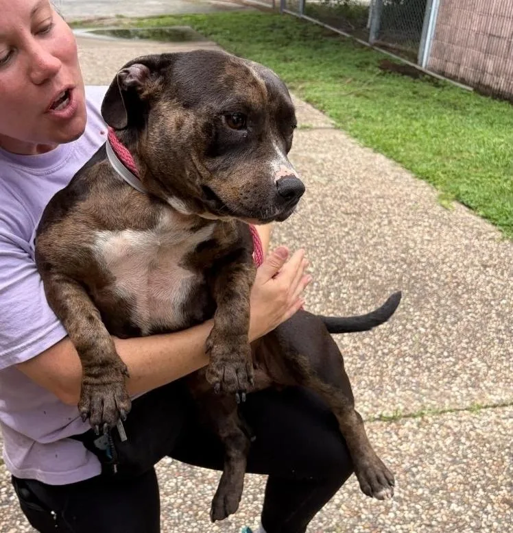 An adult medium-sized female English Bulldog dog named Reny Clark for adoption in Sedalia, CO