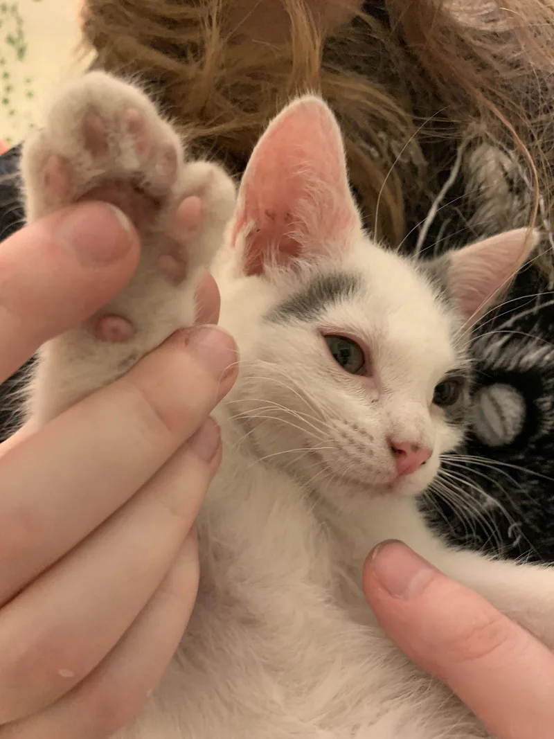 A baby medium-sized female Extra-Toes Cat / Hemingway Polydactyl cat named Odata for adoption in Wesley Chapel, FL