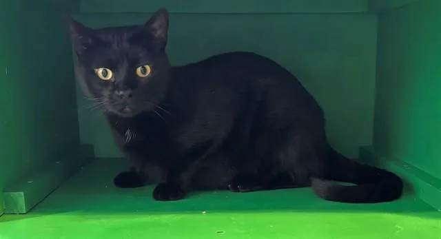 A young medium-sized male Domestic Short Hair cat named Buck for adoption in Forney, TX