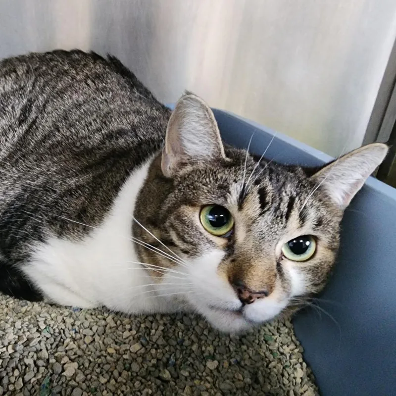 An adult large-sized female Brown / Chocolate Domestic Short Hair cat named Chonkioli for adoption in Dixon, IL
