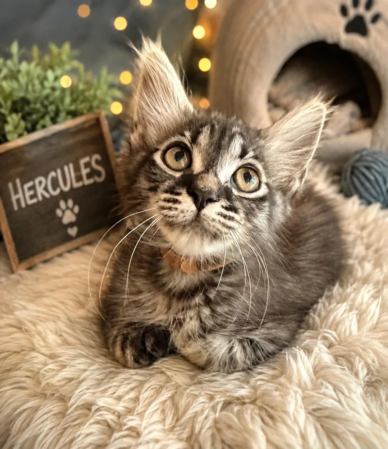 Hercules