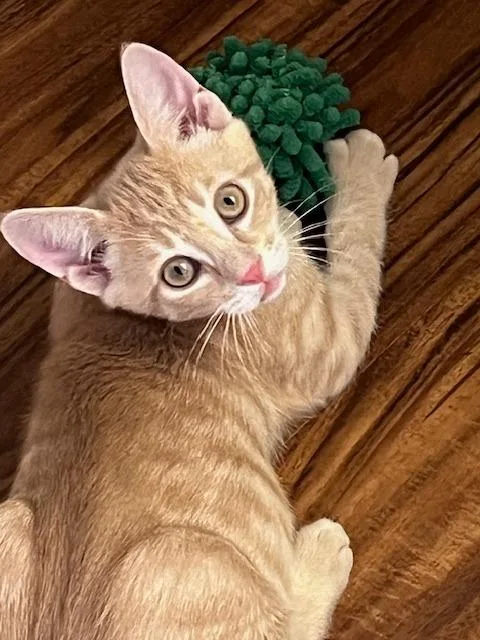 A baby small-sized male Domestic Short Hair cat named Apollo for adoption in Magnolia, TX