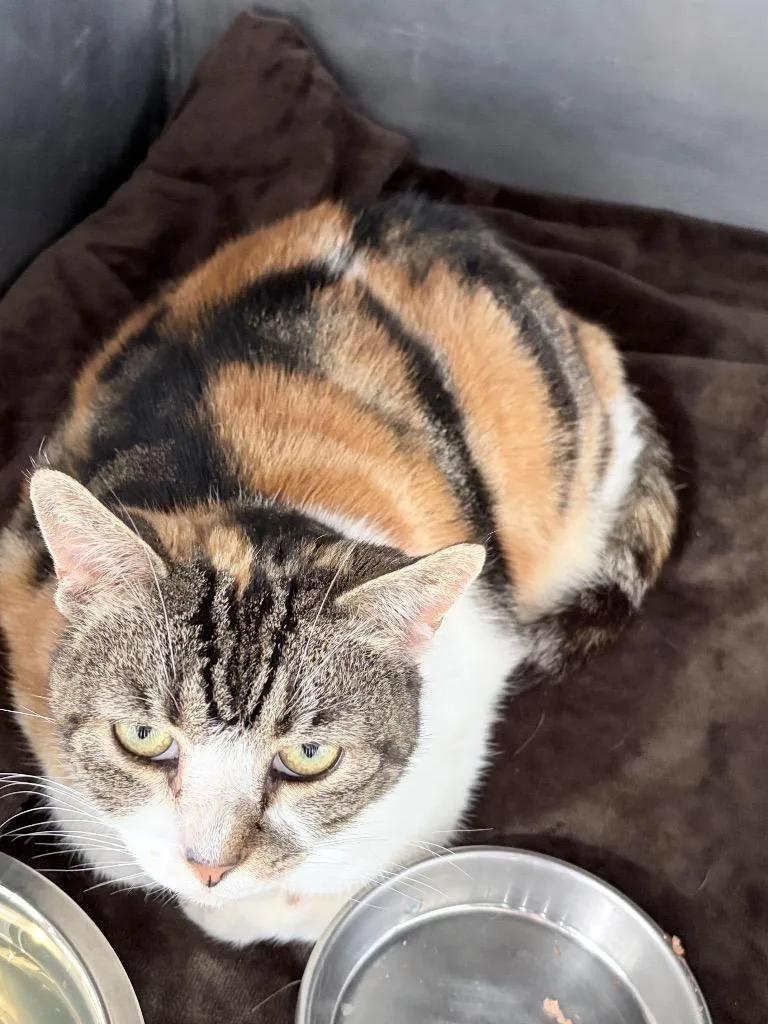 A young medium-sized female Domestic Short Hair cat named Ricola for adoption in Pierceton, IN