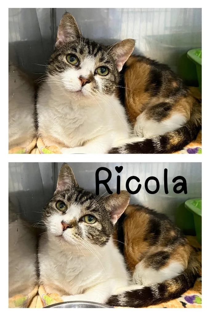Ricola thumbnail 2
