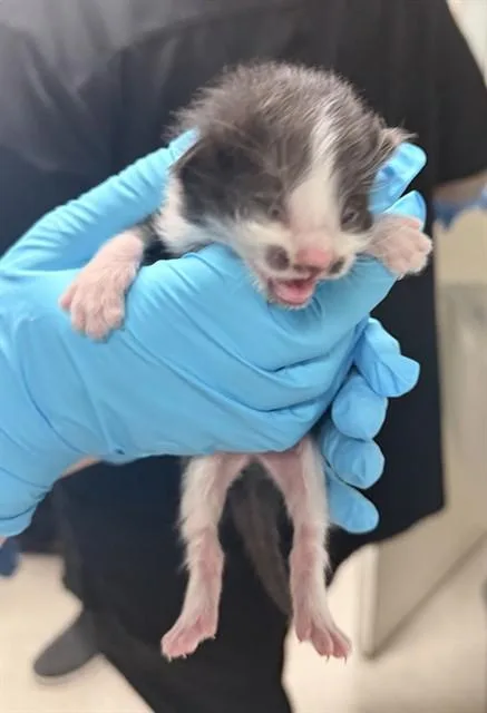 A baby small-sized female Domestic Short Hair cat named Sweetie for adoption in Riverside, CA