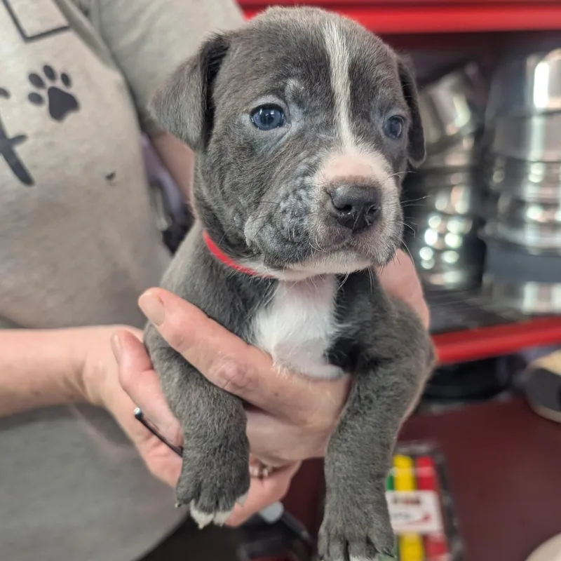 A baby medium-sized male Brown / Chocolate Pit Bull Terrier dog named Luke for adoption in Jefferson city, TN