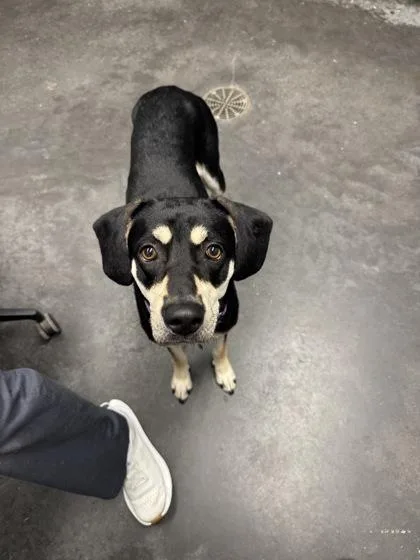 An adult large-sized female Hound dog named B Kimber for adoption in North Charleston, SC