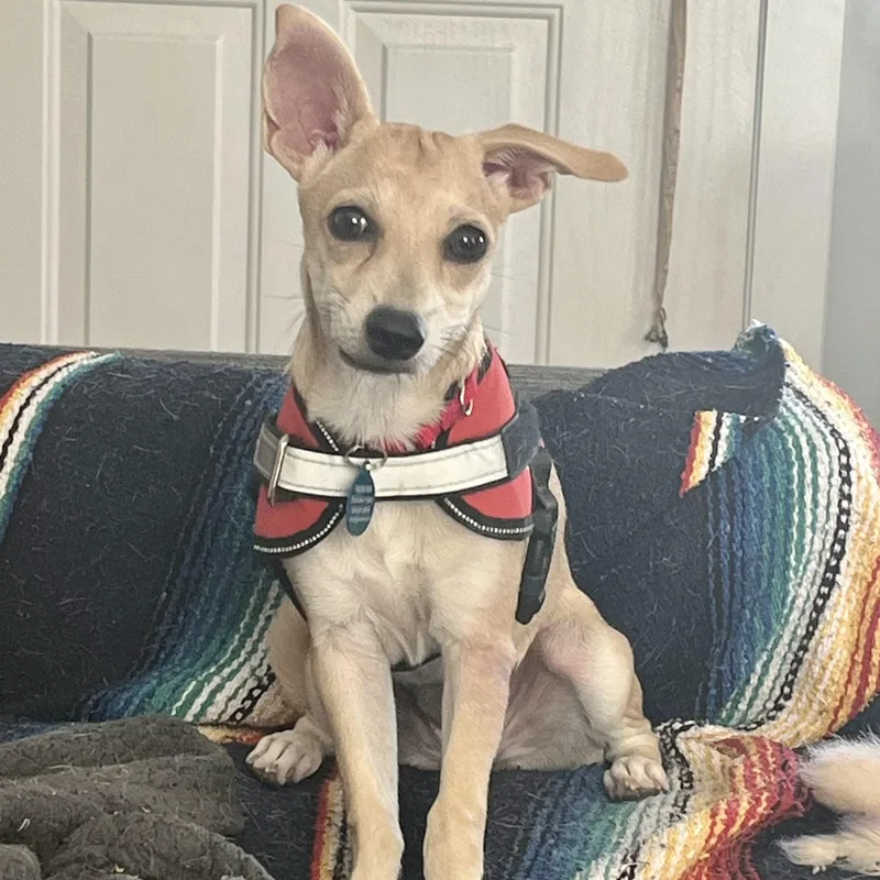 A baby small-sized female Chihuahua dog named Chile for adoption in Marfa, TX