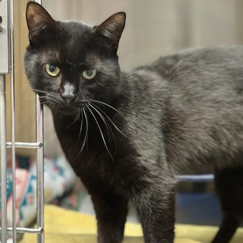 Tres Leche thumbnail 2