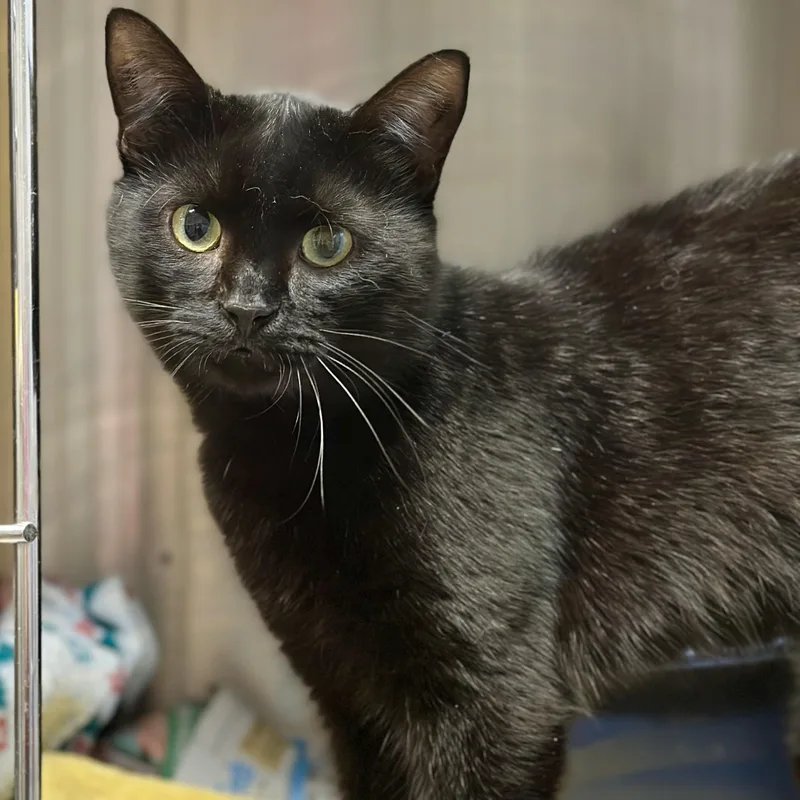 Tres Leche thumbnail 3