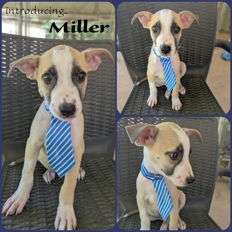 Miller