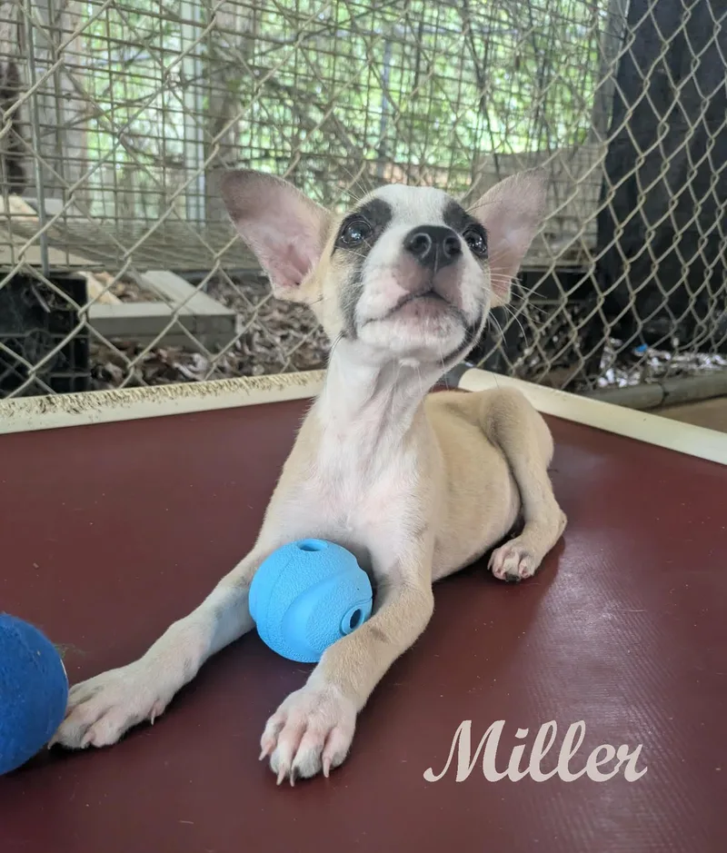Miller thumbnail 2