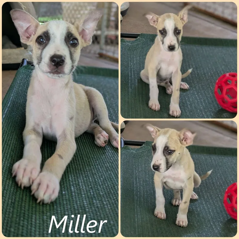 Miller thumbnail 4