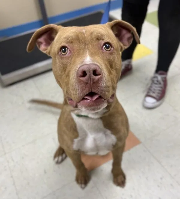 A young medium-sized male Pit Bull Terrier dog named Turkey for adoption in Sioux City, IA