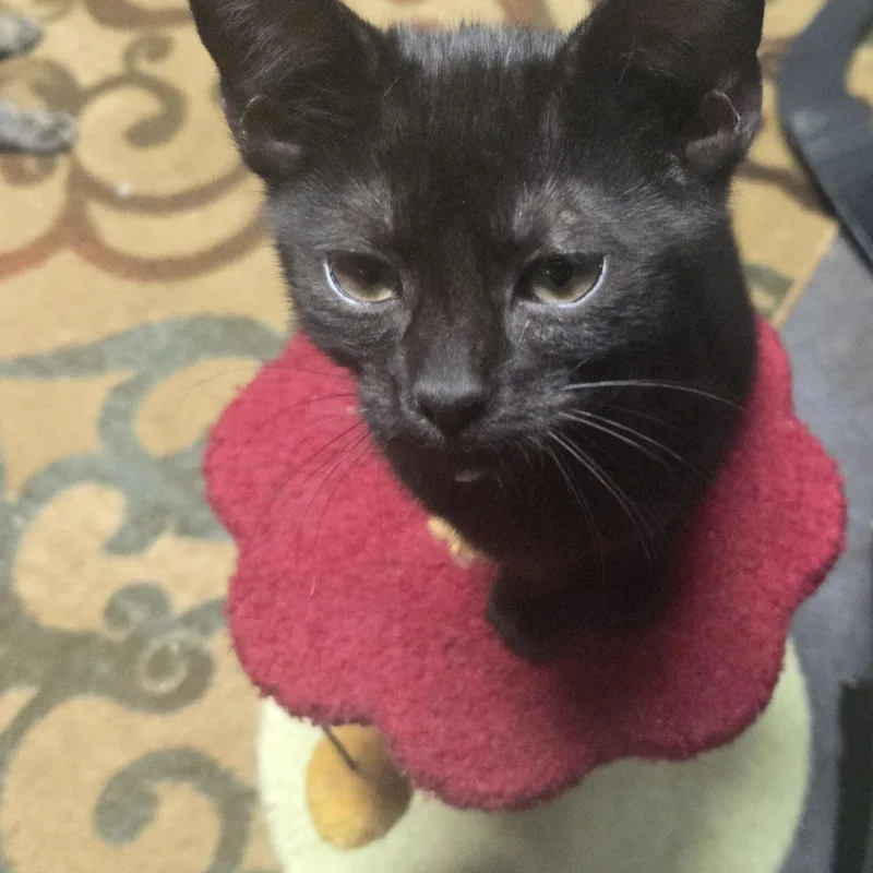 A baby small-sized female Black American Shorthair cat named Runt for adoption in Houston, TX