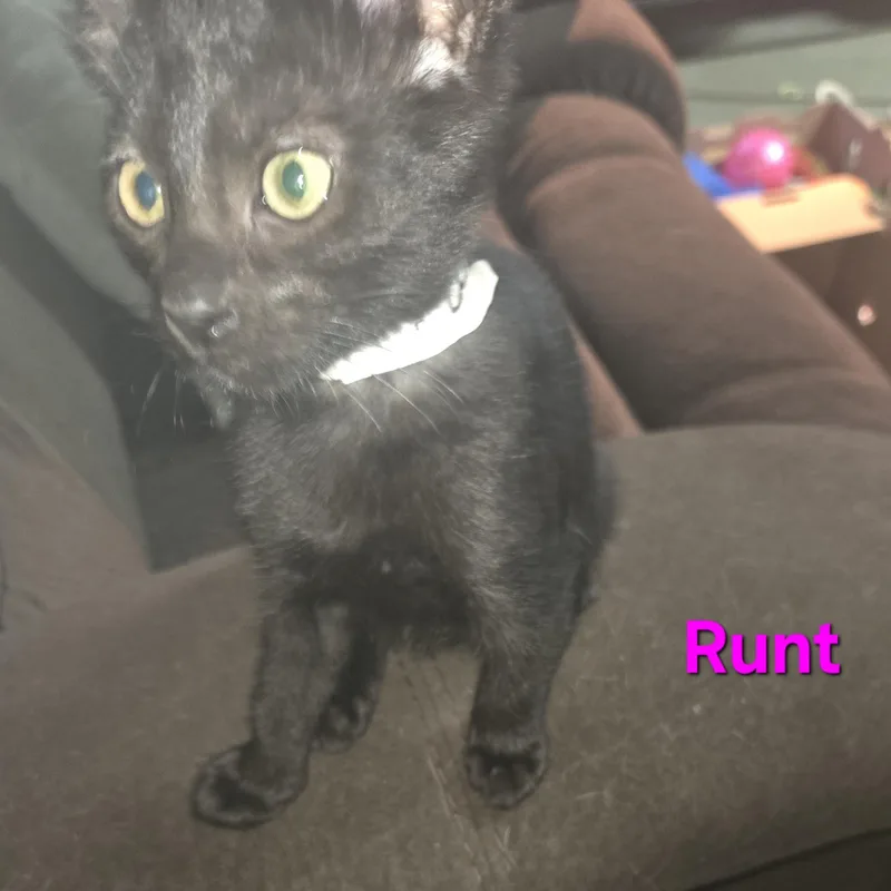 Runt thumbnail 2