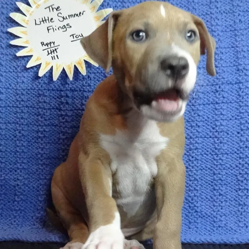 Little Blue ChuckIt