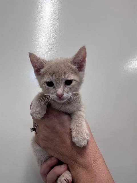 A baby small-sized female Domestic Short Hair cat named Freya for adoption in San Luis Obispo, CA