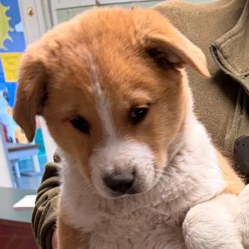 Cornchip thumbnail 2