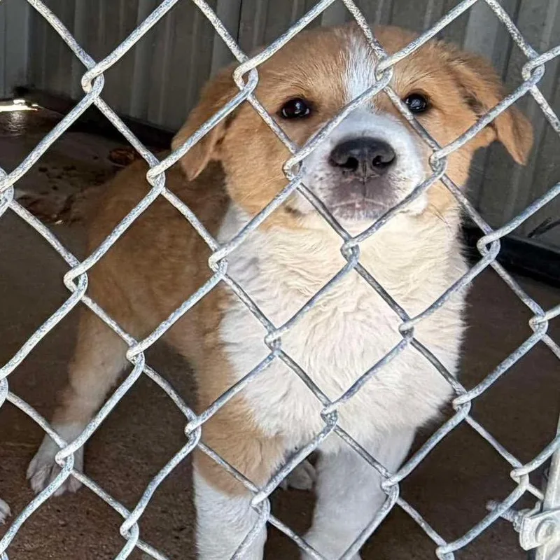 Cornchip thumbnail 3