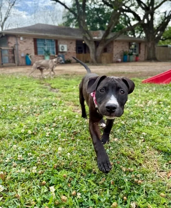 A baby small-sized female Black Pit Bull Terrier dog named Silkie Chickie for adoption in Friendswood, TX