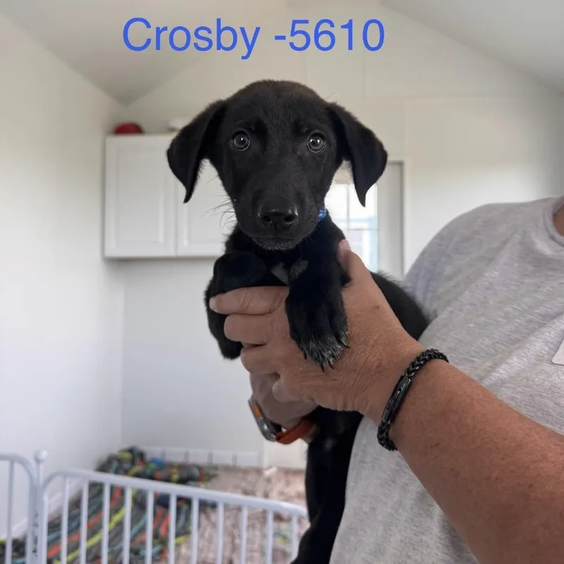 A baby medium-sized male Apricot / Beige Mixed Breed dog named Crosby for adoption in Tacoma, WA