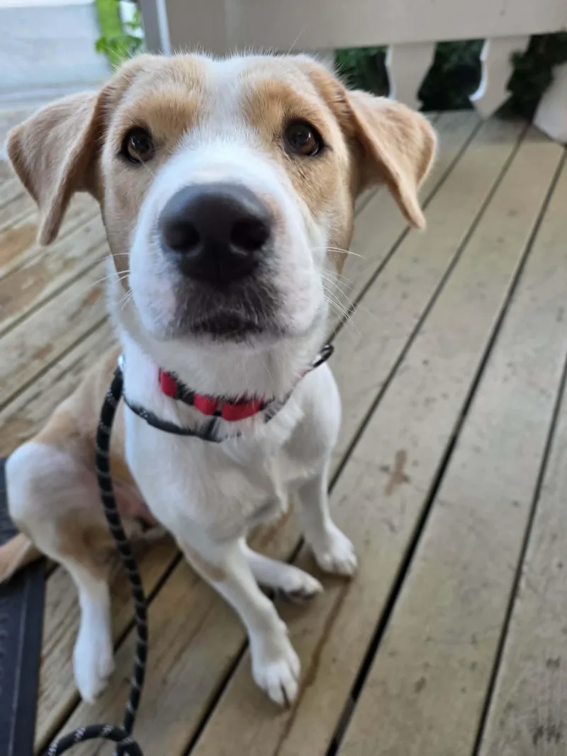A young medium-sized female Yellow Labrador Retriever dog named Stella for adoption in Port Orange, FL