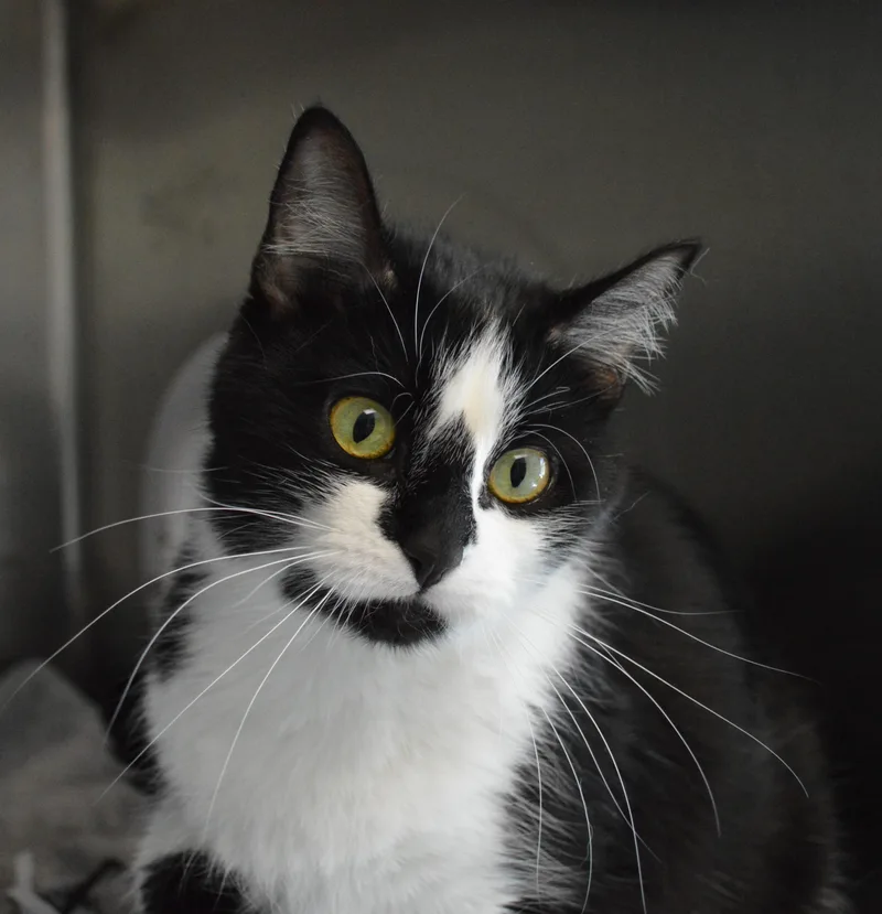 A young medium-sized female Black & White / Tuxedo Domestic Short Hair cat named Maude Iii for adoption in House Springs, MO