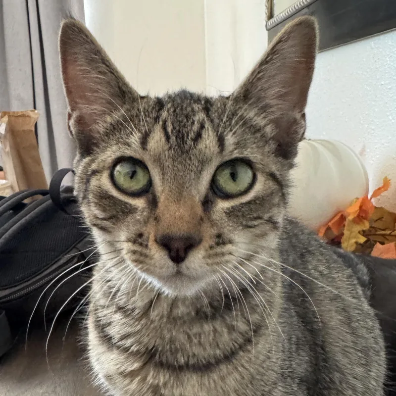 A young medium-sized female Tabby (Brown / Chocolate) Domestic Short Hair cat named Squeak for adoption in Ripon, CA