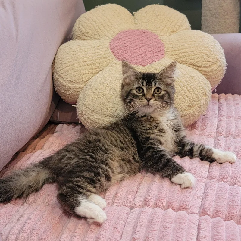 A baby medium-sized male Tabby (Brown / Chocolate) Domestic Long Hair cat named Zander for adoption in Wyandotte, MI
