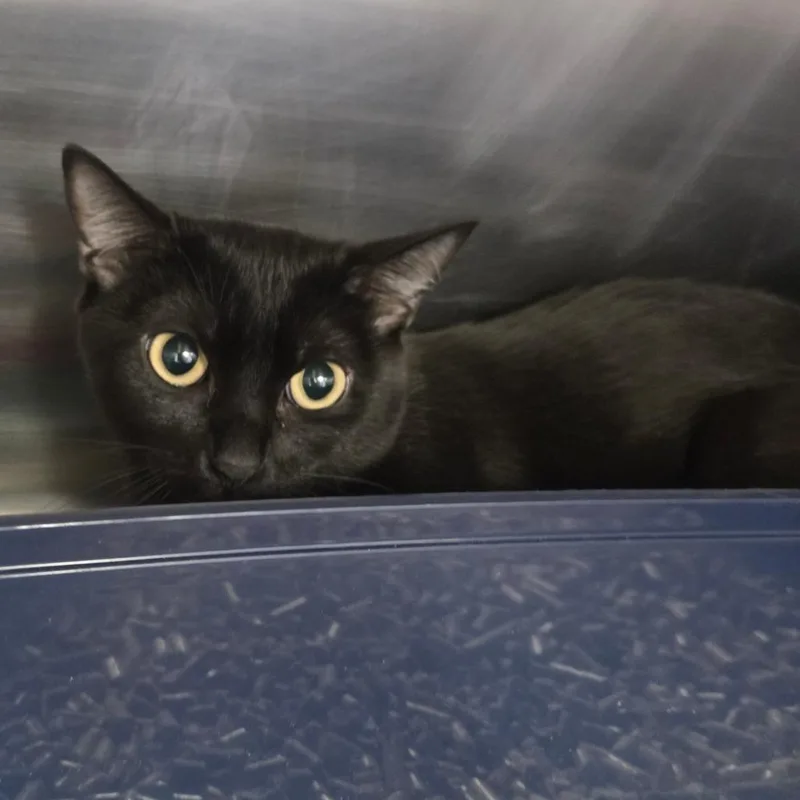 A young medium-sized female Black Domestic Short Hair cat named Olive for adoption in Spokane, WA