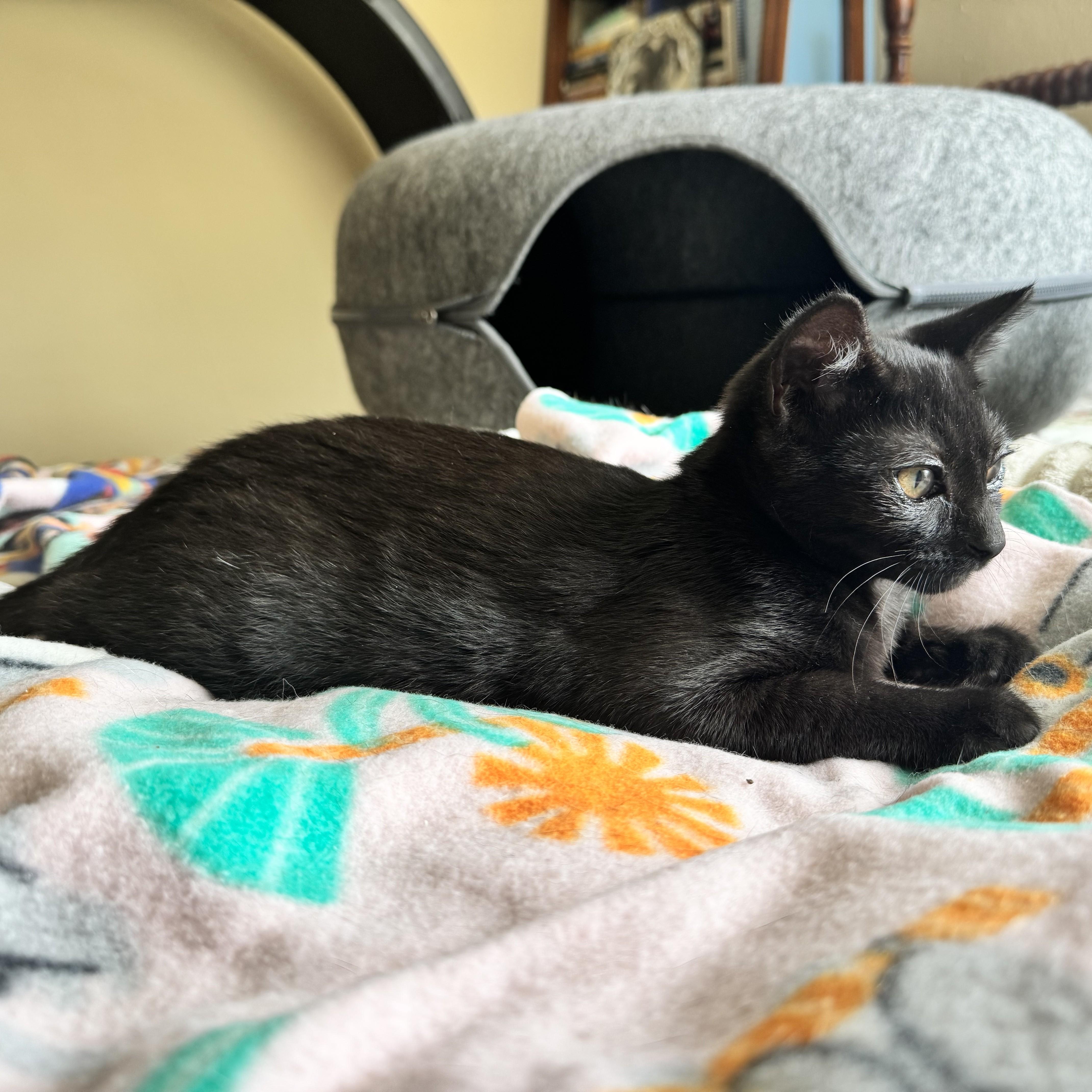 A baby medium-sized female Black Domestic Short Hair cat named Ali bonded with Jacey for adoption in Wilsonville, OR