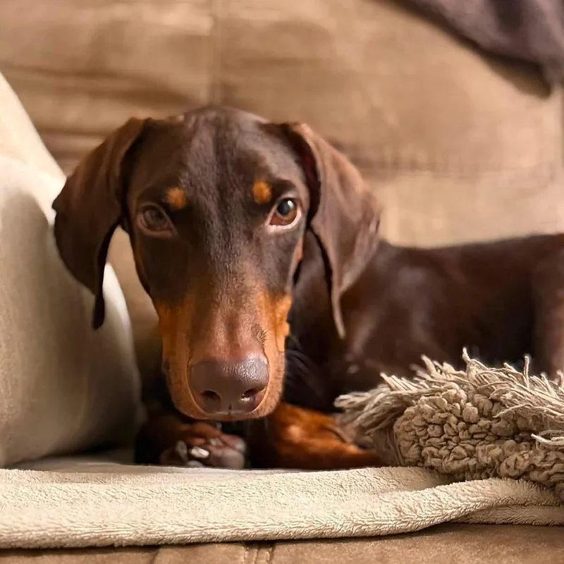 A young medium-sized male Doberman Pinscher dog named Legend for adoption in Oakland Park, FL