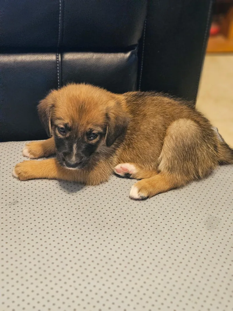A baby small-sized female Australian Shepherd dog named Rain for adoption in Welling, OK