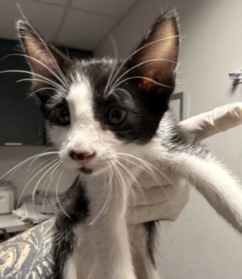 A baby small-sized male American Shorthair cat named Doodles for adoption in Chatsworth, CA