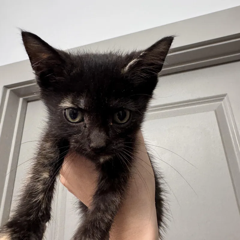 A baby medium-sized female Tortoiseshell cat named Soleste for adoption in Columbia, SC