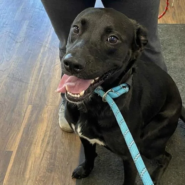 A young medium-sized female Black Mixed Breed dog named Derby for adoption in Jeffersonville, IN