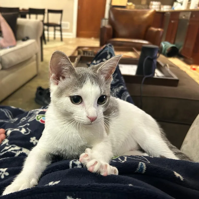 A young medium-sized male Gray & White Domestic Short Hair cat named South for adoption in Evanston, IL