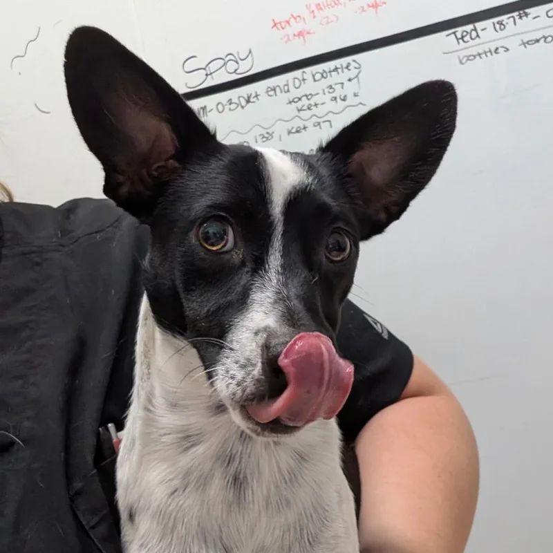An adult medium-sized male Australian Cattle Dog / Blue Heeler dog named Royal for adoption in Chico, CA