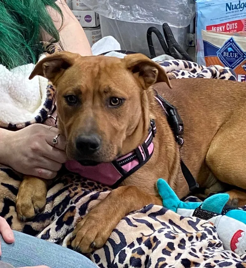 A young large-sized male Golden Black Mouth Cur dog named Panko for adoption in Huntington, WV